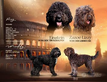 Barbet , cugino del lagotto romagnolo