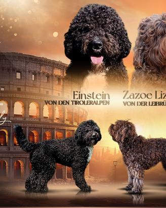 Barbet , cugino del lagotto romagnolo