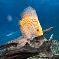 Acquario 300 l