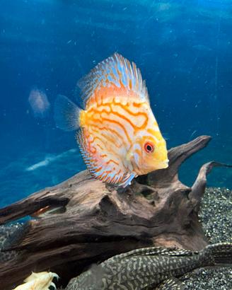 Acquario 300 l