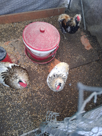 Galli e galline araucana