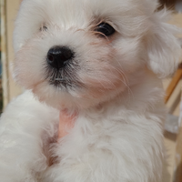 Cucciolo di Maltese nati il 17 settembre