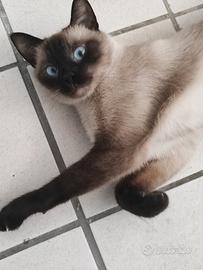 Gatto siamese adulta