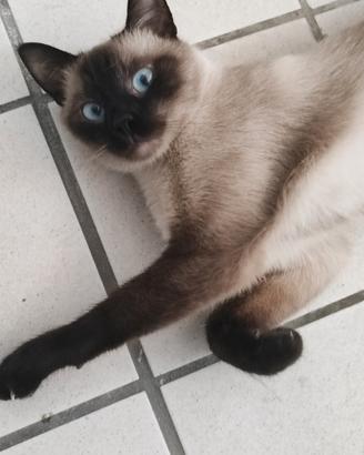 Gatto siamese adulta