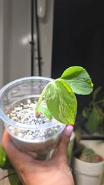 Monstera Bulbasaur (TC) n.14