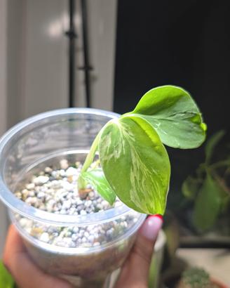 Monstera Bulbasaur (TC) n.14
