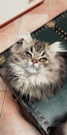 Gatto maschio di 1 anno persiano cincilla