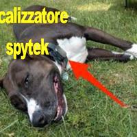 Localizzatore solare per cani gatti mucche pecore