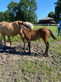 Puledri Quarter Horse