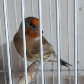 Incardellato maschio