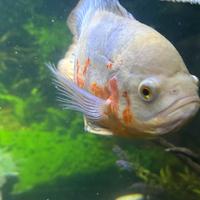 Oscar (Astronotus Ocellatus)