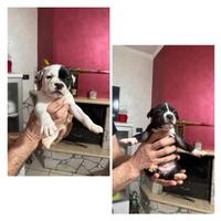 American bully pocket-exotic