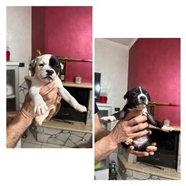 American bully pocket-exotic