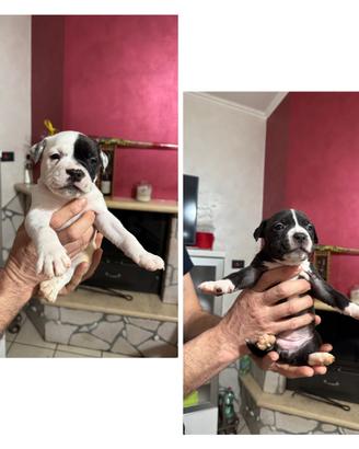 American bully pocket-exotic