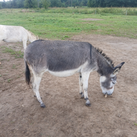 Asini taglia piccola