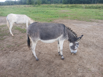 Asini taglia piccola