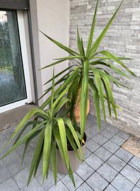 Pianta Yucca per interno vaso con ruote