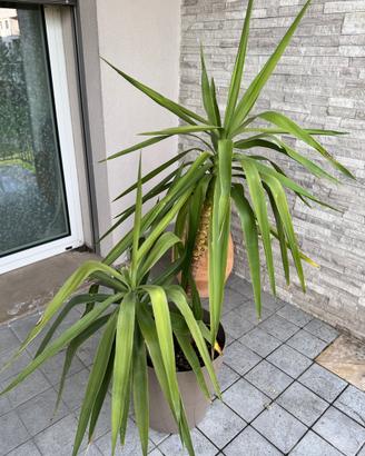 Pianta Yucca per interno vaso con ruote
