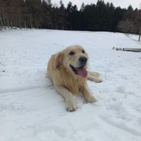 Golden retriever maschio