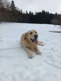 Golden retriever maschio