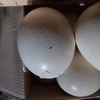 gusci di uova di struzzo con imperfezioni