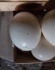 gusci di uova di struzzo con imperfezioni