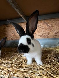 Conigli Papillon
