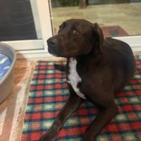 Meticcio taglia grande