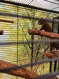 Scoiattolo di hudson