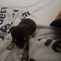 Chihuahua