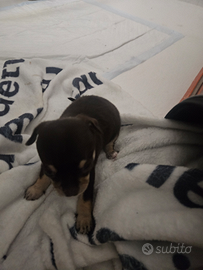 Chihuahua
