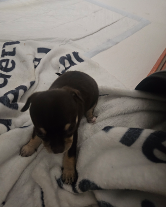 Chihuahua