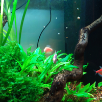 Pesci Tetra