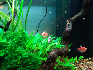Pesci Tetra