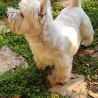 West highland white terrier per accoppiamento
