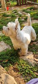 West highland white terrier per accoppiamento
