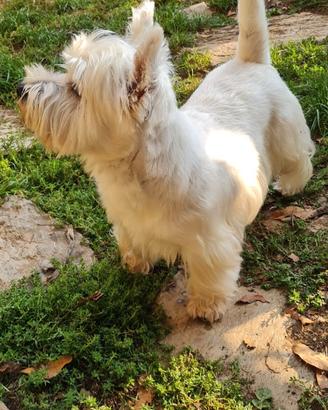 West highland white terrier per accoppiamento