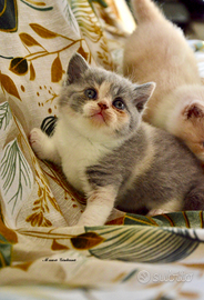 BRITISH SHORTHAIR cucciola