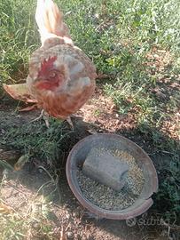 Gallina ovaiola rossa