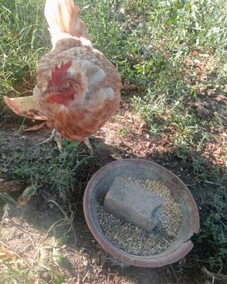 Gallina ovaiola rossa