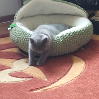 Gattino 3 mesi razza british shorthair