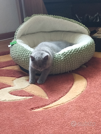 Gattino 3 mesi razza british shorthair