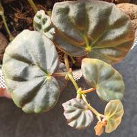 Begonia Sarawak ,pianta da terrario 