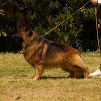 Pastore tedesco PELO LUNGO ????