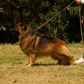 Pastore tedesco PELO LUNGO ????
