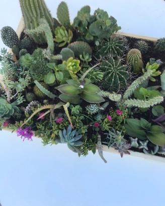 Piante da collezione