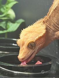 Geko ciliatus e terrario in pvc