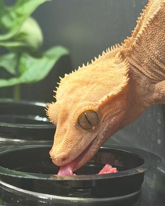 Geko ciliatus e terrario in pvc