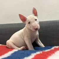 Bull terrier miniature