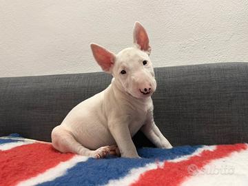 Bull terrier miniature